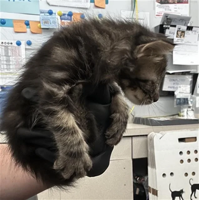 A baby medium-sized male Domestic Medium Hair cat named Tart for adoption in Dallas, TX