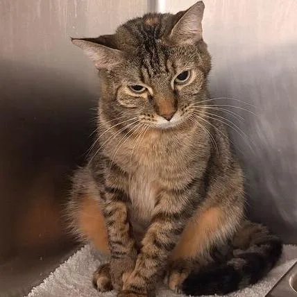 An adult medium-sized female Brown / Chocolate Domestic Short Hair cat named Yale Sale for adoption in Davenport, IA