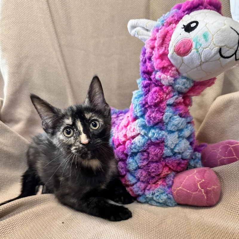 A baby small-sized female Tortoiseshell Domestic Short Hair cat named Blaze for adoption in Columbus, NC
