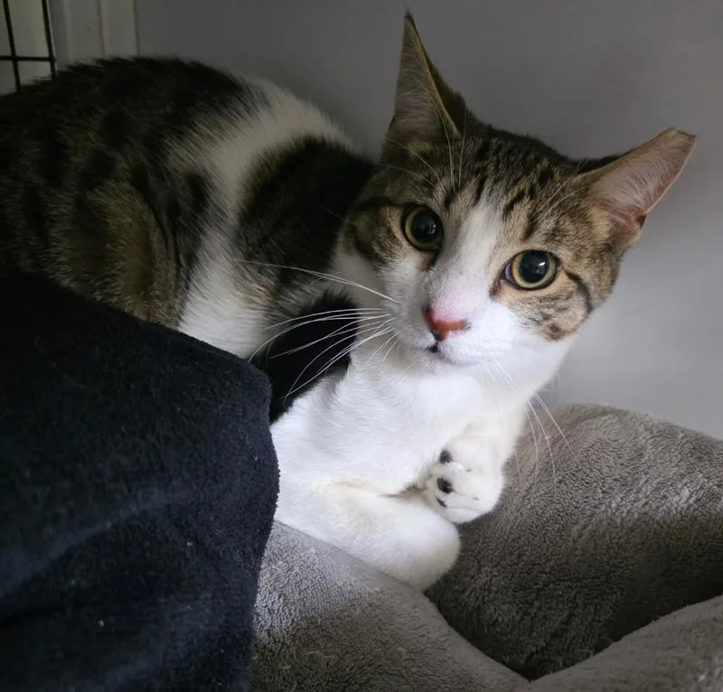 A baby small-sized male Domestic Short Hair cat named Fish Sticks for adoption in Ewing, NJ