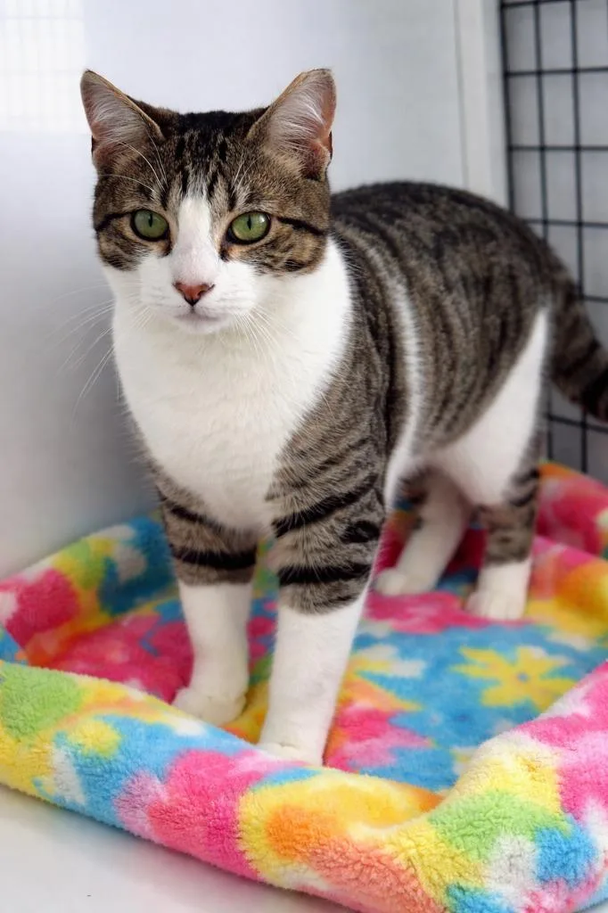 Fish Sticks thumbnail 2