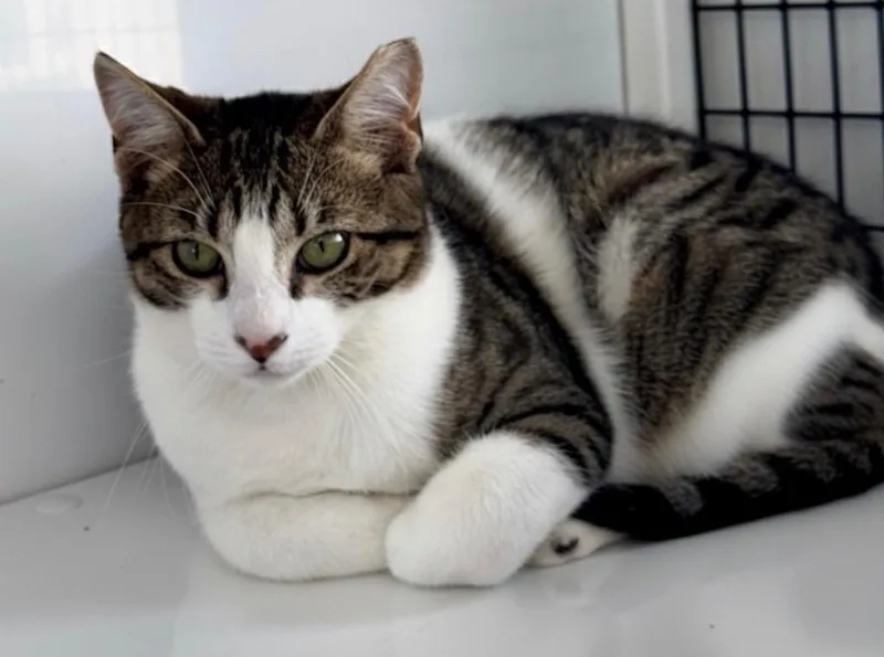 Fish Sticks thumbnail 3