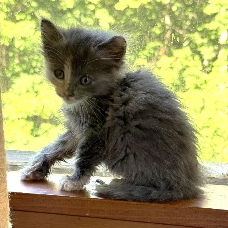 A baby small-sized female Calico Domestic Medium Hair cat named Flora for adoption in Blue Ridge, GA