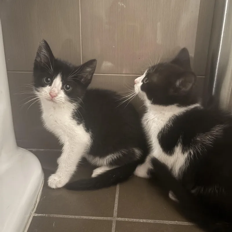 A baby medium-sized male Black & White / Tuxedo American Shorthair cat named Stevie Knicks And Knickolas for adoption in brooklyn, NY
