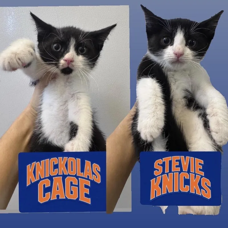 Stevie Knicks And Knickolas thumbnail 5