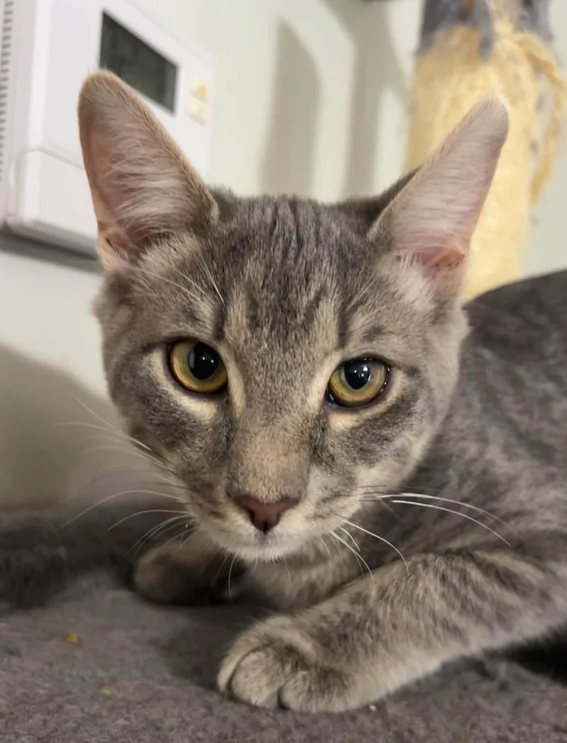 A young medium-sized male American Shorthair cat named Duct Tape for adoption in Greenville, SC