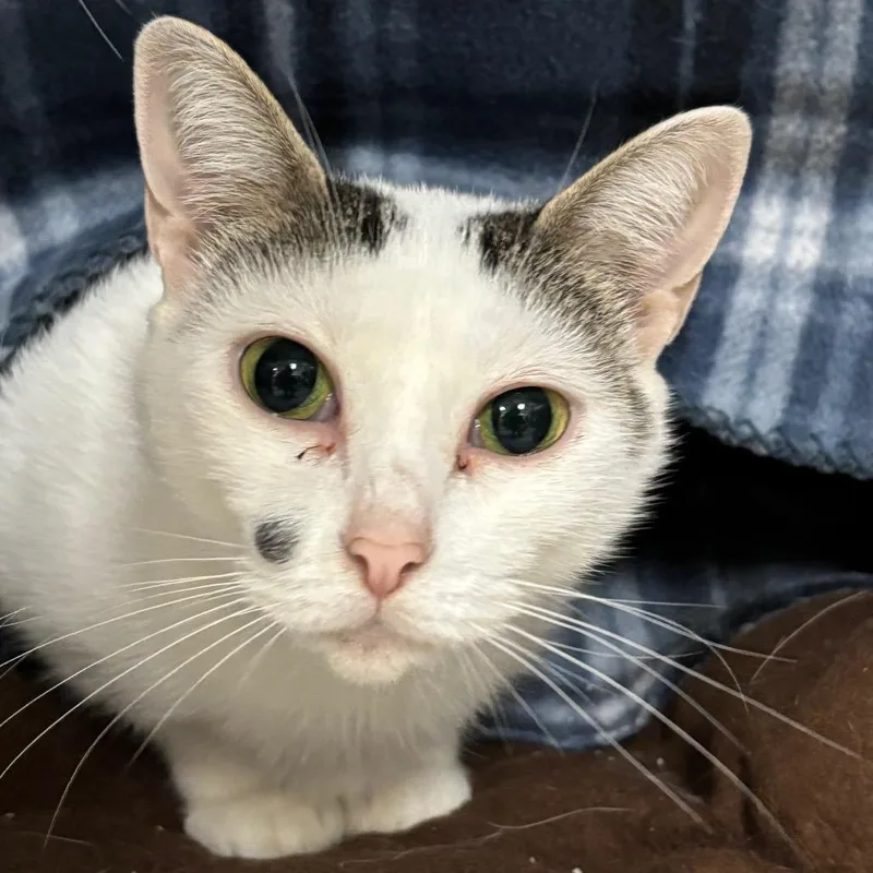 An adult medium-sized female White Domestic Short Hair cat named Samhain for adoption in Grand Rapids, MI