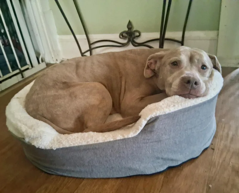 A senior medium-sized female Yellow / Tan / Blond / Fawn Pit Bull Terrier dog named Paddy for adoption in Cleveland, OH