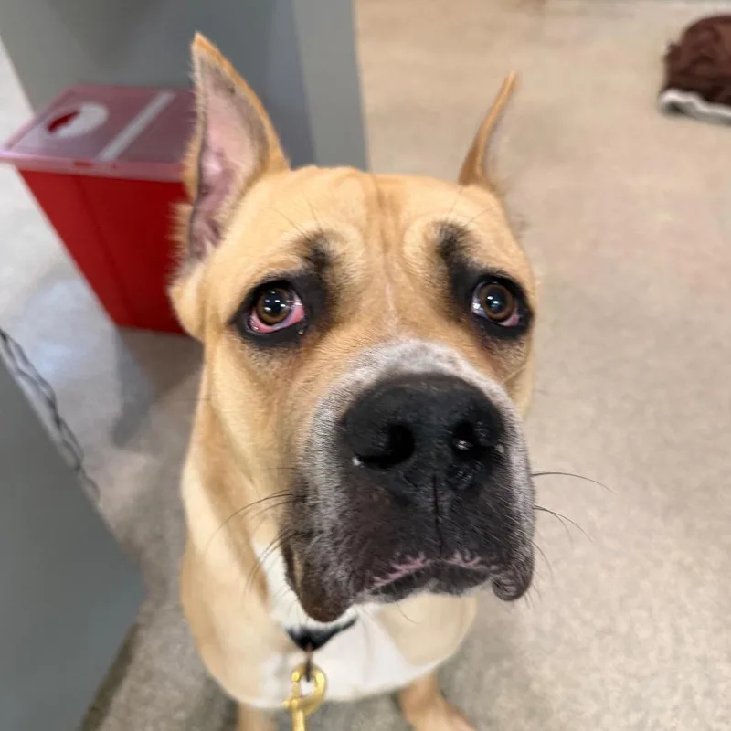 A young large-sized male Mixed Breed dog named Ares for adoption in Jacksonville, FL