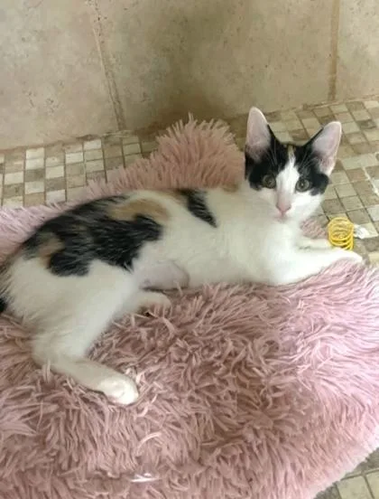 A baby medium-sized female Calico Domestic Short Hair cat named Kali for adoption in Warr Acres, OK
