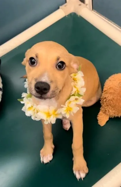 A baby small-sized female Terrier dog named Monica for adoption in Honolulu, HI