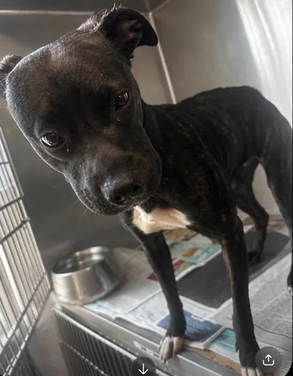 An adult medium-sized female Mixed Breed dog named Darkle for adoption in Chamblee, GA