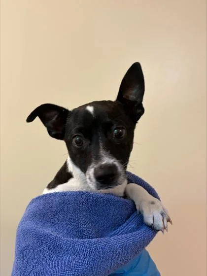 A baby small-sized male Chihuahua dog named Tee for adoption in Honolulu, HI