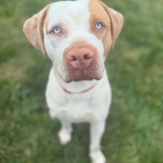 Periwinkle thumbnail 5