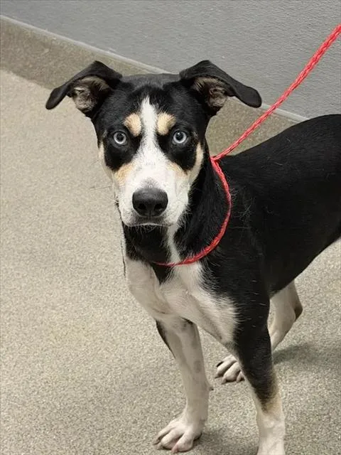 A young large-sized female Siberian Husky dog named Luna for adoption in Las Vegas, NV