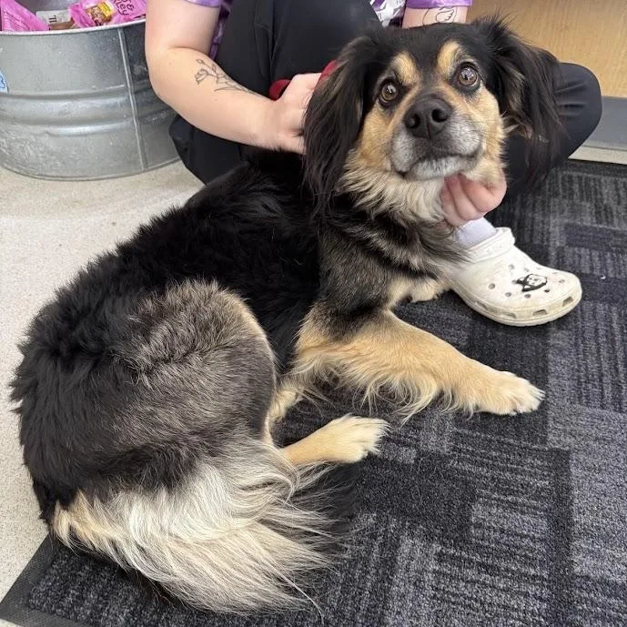 An adult medium-sized male Tricolor (Brown, Black, & White) Australian Shepherd dog named Carl for adoption in Waterloo, IA