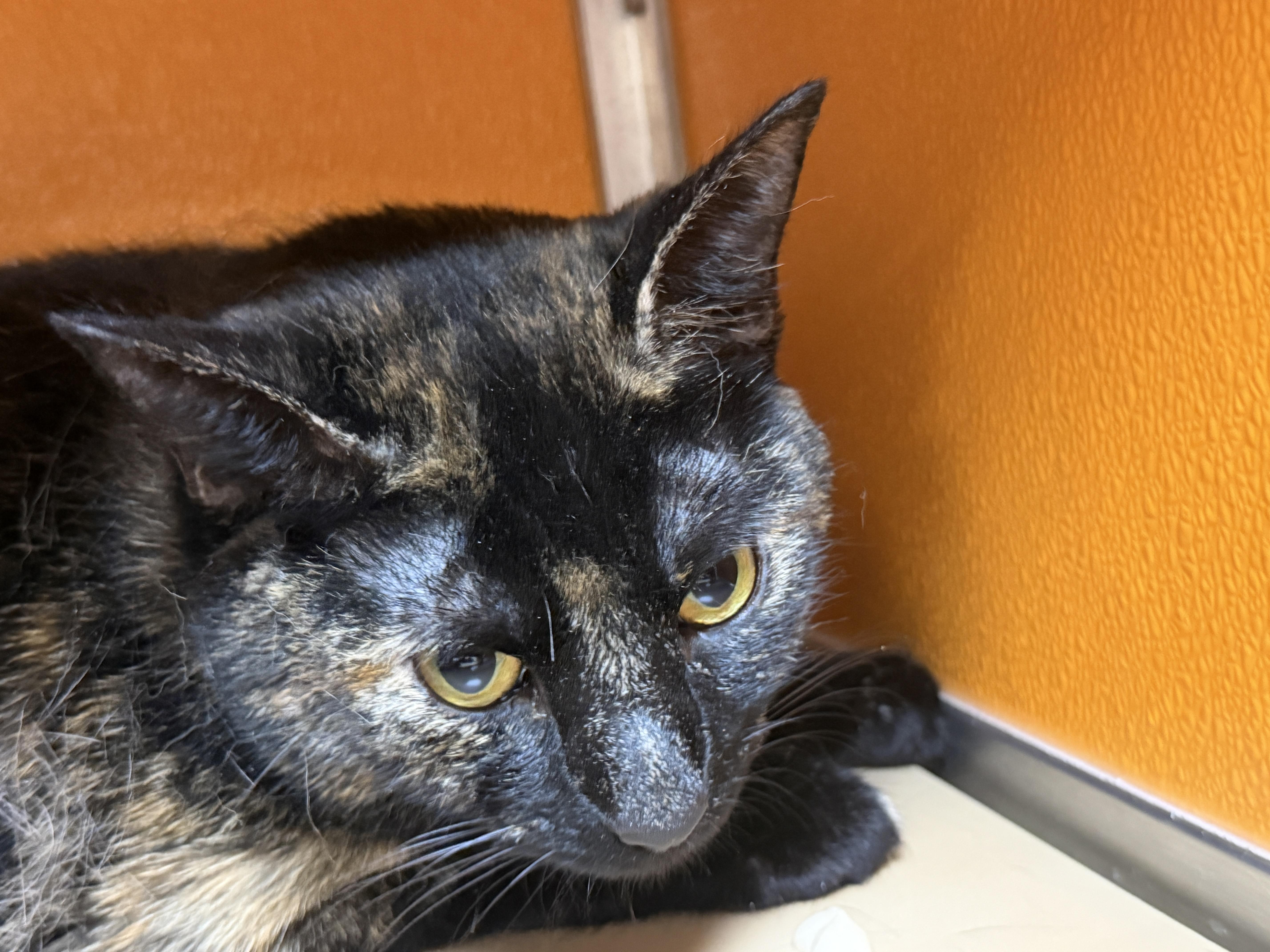 An adult medium-sized female Tortoiseshell Domestic Short Hair cat named Berry for adoption in Elyria, OH