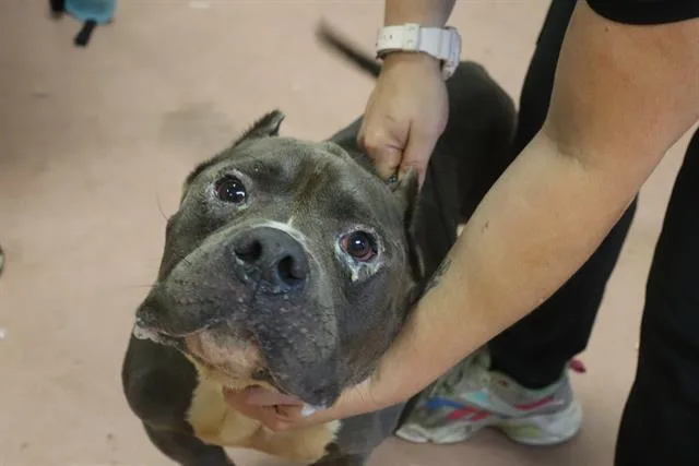 An adult medium-sized male Mixed Breed dog named Rhino for adoption in Columbia, SC