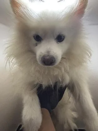 A young small-sized male Pomeranian dog named 61593813 for adoption in El Paso, TX
