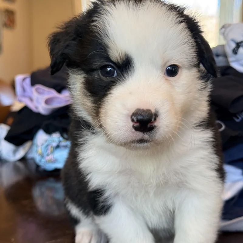 A baby medium-sized female Black Mixed Breed dog named Portia for adoption in Columbia, MD