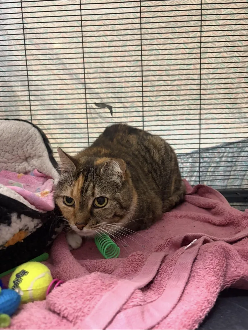 A senior medium-sized female Domestic Short Hair cat named Meryl for adoption in Charleston, SC