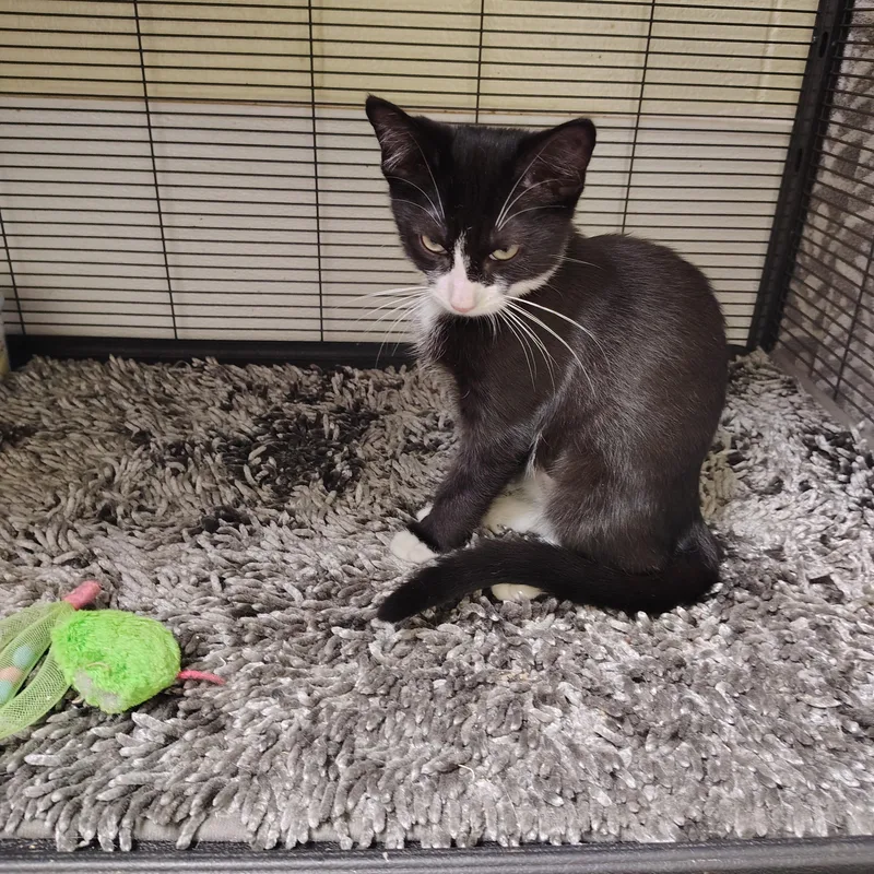 A young medium-sized female Black & White / Tuxedo Domestic Short Hair cat named Clover for adoption in Englewood, NJ
