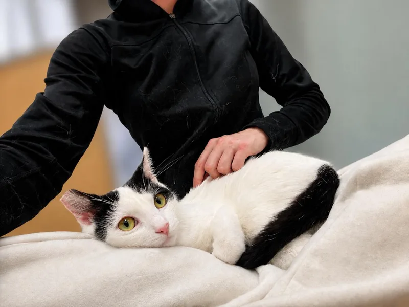 A young small-sized male White Tabby cat named Scout for adoption in Los Angeles, CA