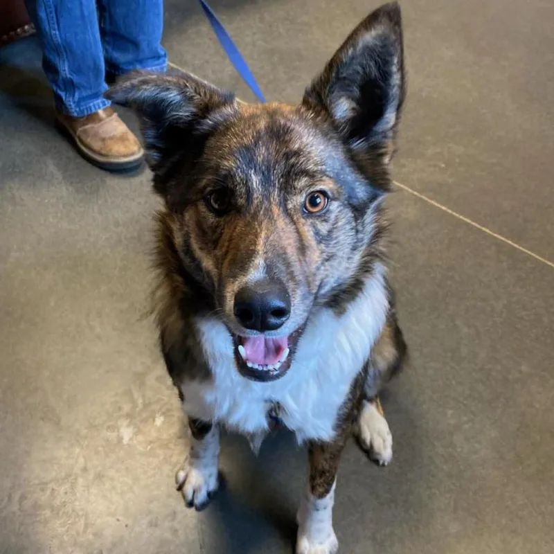 An adult medium-sized male Border Collie dog named Griff for adoption in Idaho Falls, ID