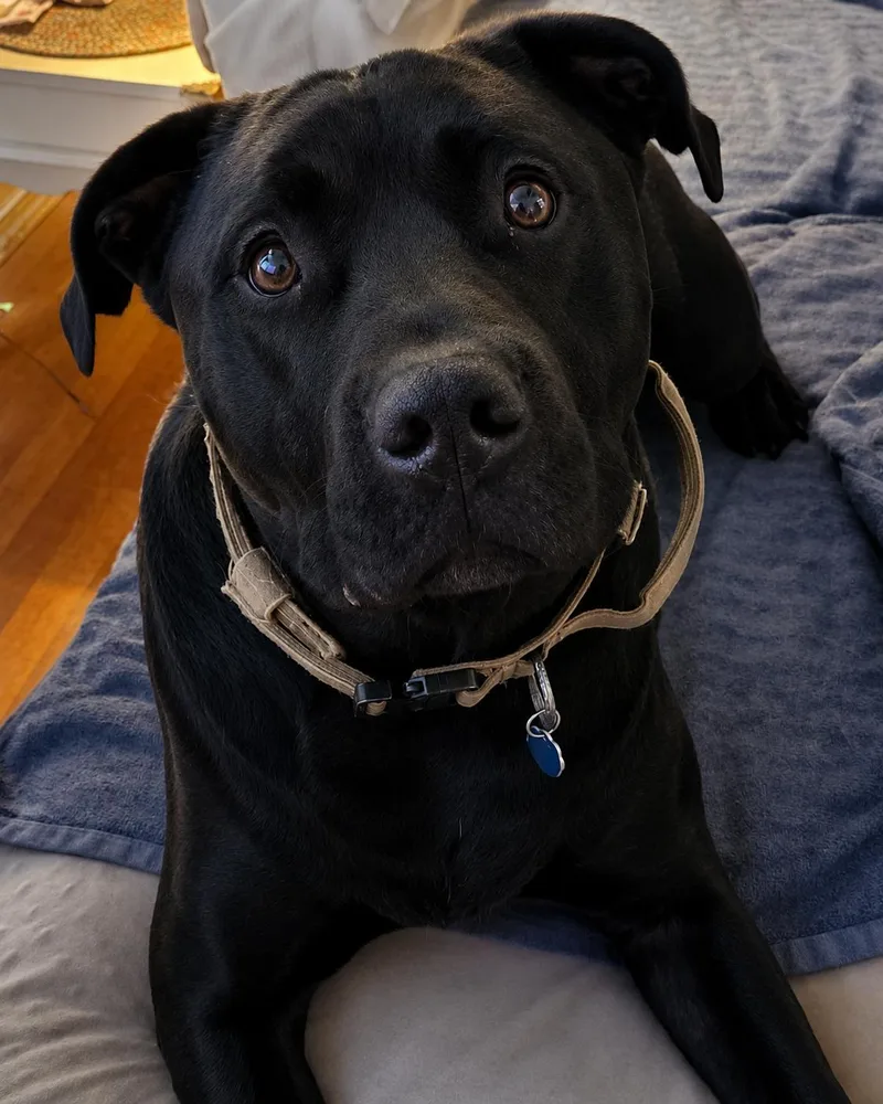 Charlie Boy