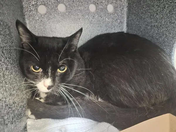 A young medium-sized male Domestic Short Hair cat named Checkers for adoption in New York, NY
