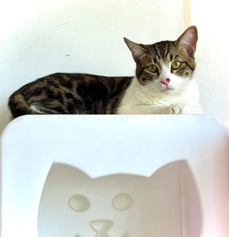 A baby small-sized male Domestic Short Hair cat named Goob for adoption in Thousand Oaks, CA
