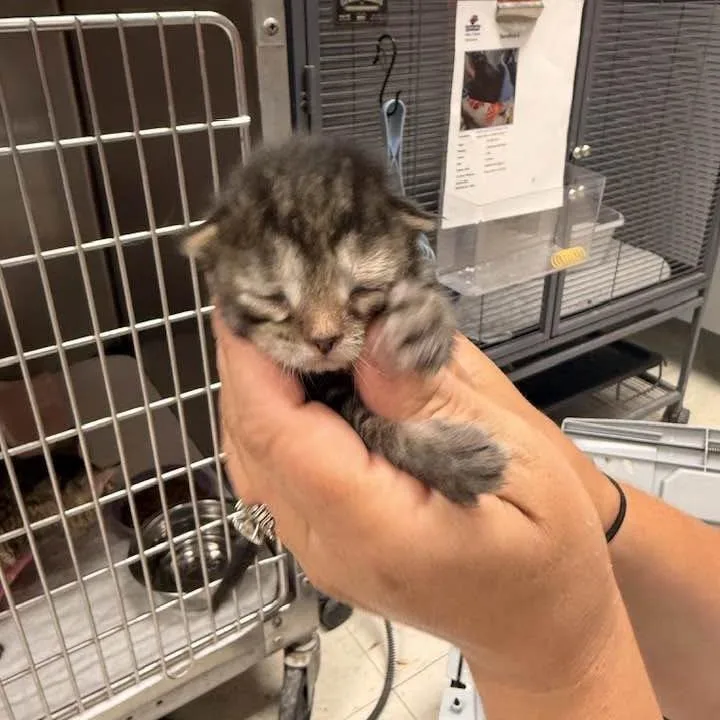 A baby small-sized female Gray / Blue / Silver Domestic Short Hair cat named Ever for adoption in Edwardsville, IL