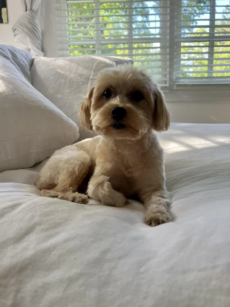 Louie