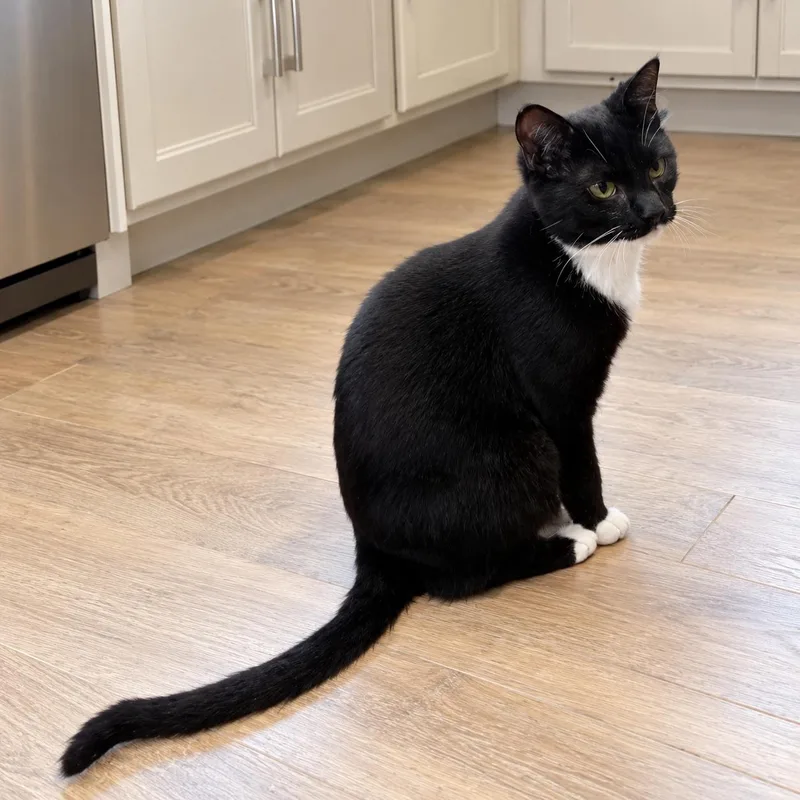 A baby medium-sized male Domestic Short Hair cat named Dickens for adoption in Long Beach, WA
