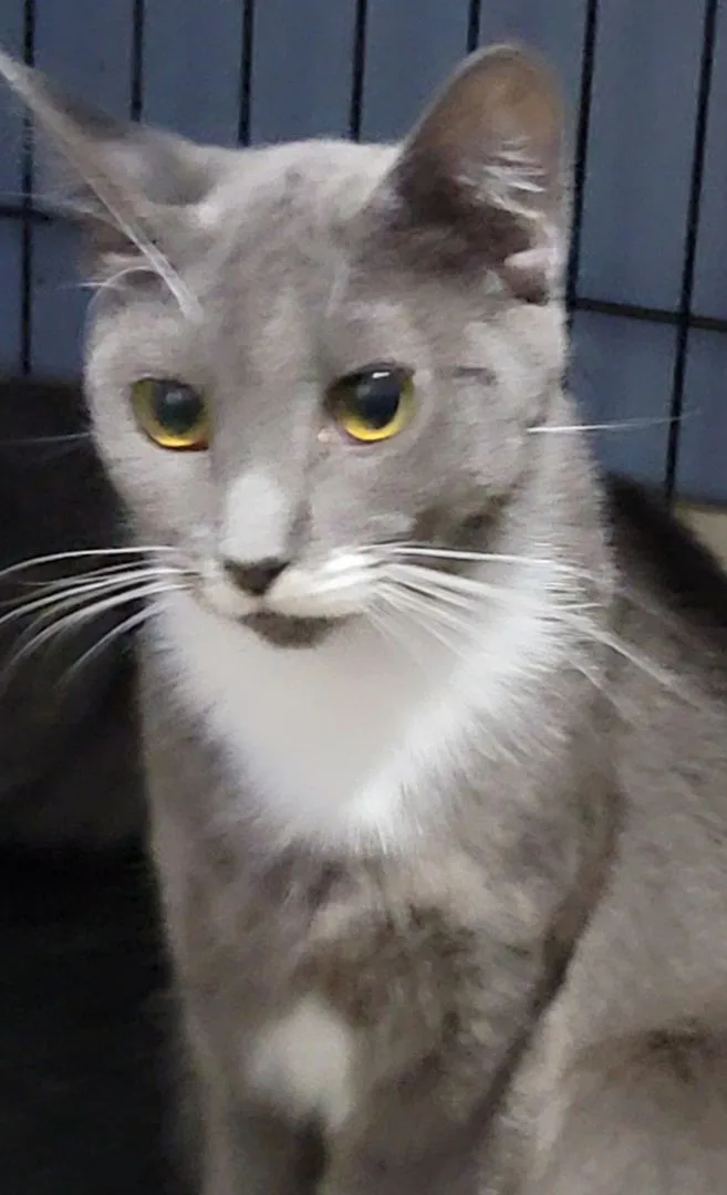 An adult medium-sized female Gray / Blue / Silver Russian Blue cat named Andy for adoption in Lyons, IL
