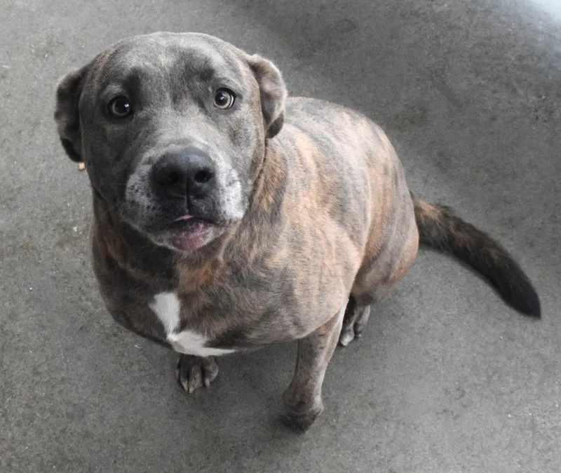 An adult medium-sized male Gray / Blue / Silver Pit Bull Terrier dog named "ace" for adoption in Broken Arrow, OK
