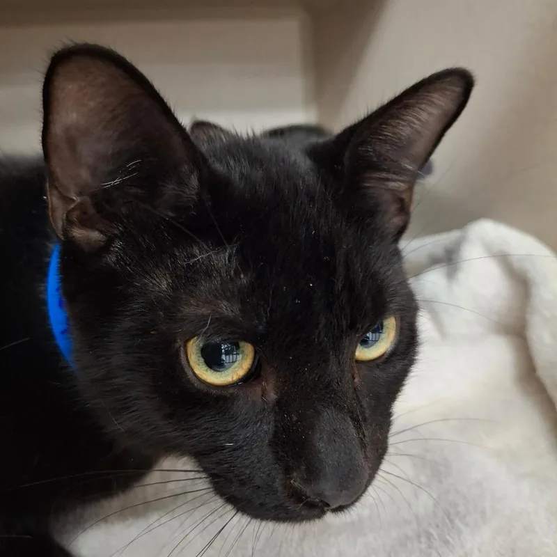A baby medium-sized male Black Domestic Short Hair cat named Davy Jones for adoption in Lakeland, FL