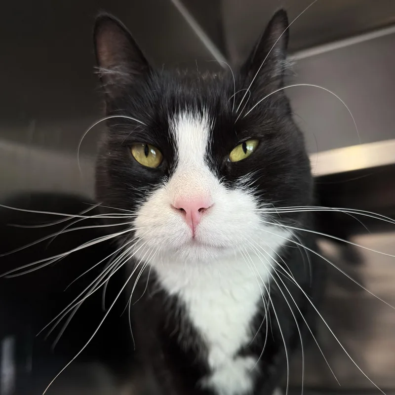 A young medium-sized male Black & White / Tuxedo Domestic Short Hair cat named Jango for adoption in North Haven, CT