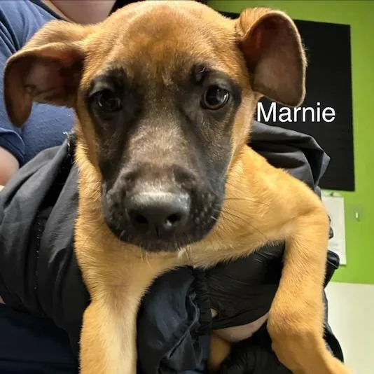 A baby medium-sized female Yellow / Tan / Blond / Fawn Mixed Breed dog named Marnie for adoption in Knoxville, TN