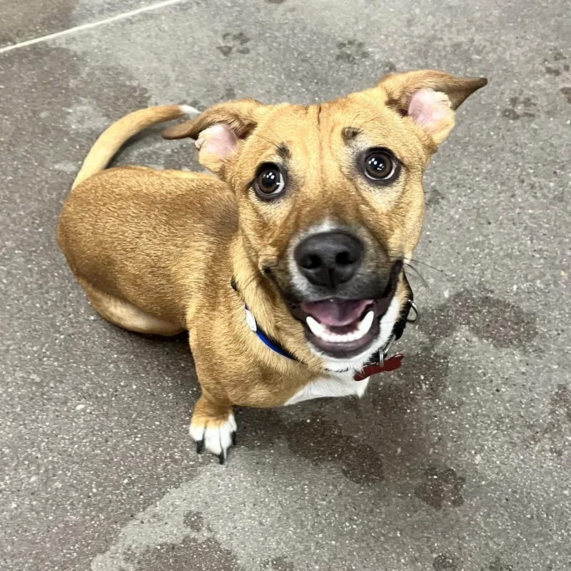 A young small-sized male Yellow / Tan / Blond / Fawn Dachshund dog named Alejandro for adoption in Las Vegas, NV