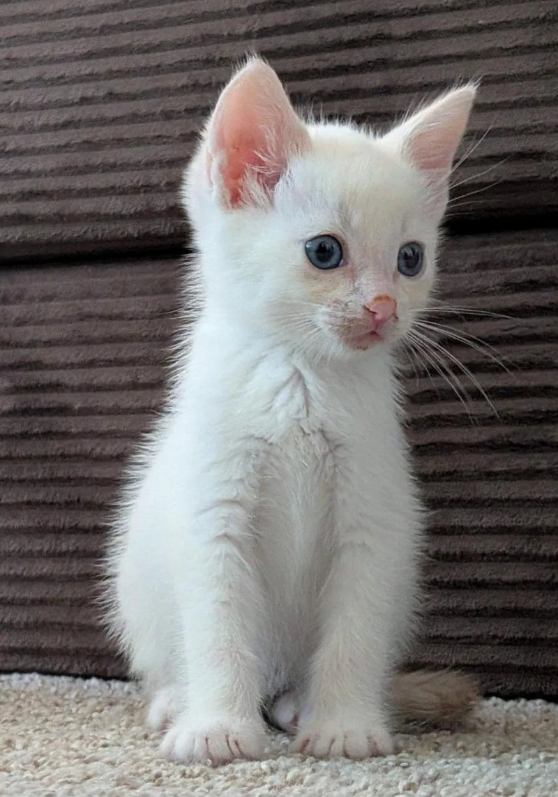 A baby medium-sized male Buff / Tan / Fawn Siamese cat named Mr Freeze for adoption in Campbell, CA
