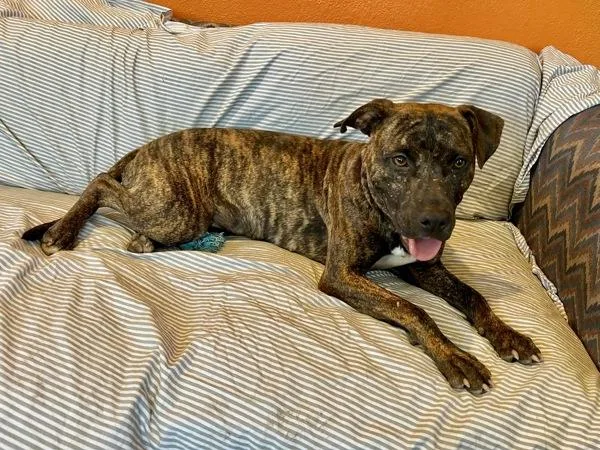 A young large-sized female Pit Bull Terrier dog named Babushka for adoption in Austin, TX
