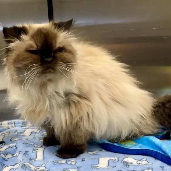 A senior small-sized female Seal Point Himalayan cat named Katherine for adoption in Prince Frederick, MD