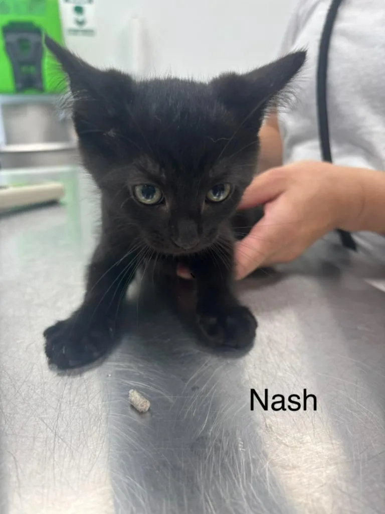 A baby small-sized male Domestic Short Hair cat named Nash for adoption in Cambridge, MD