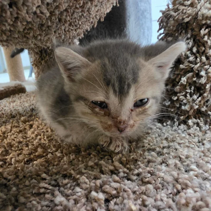 A baby small-sized male Gray / Blue / Silver Domestic Short Hair cat named Irwin for adoption in Melrose, FL