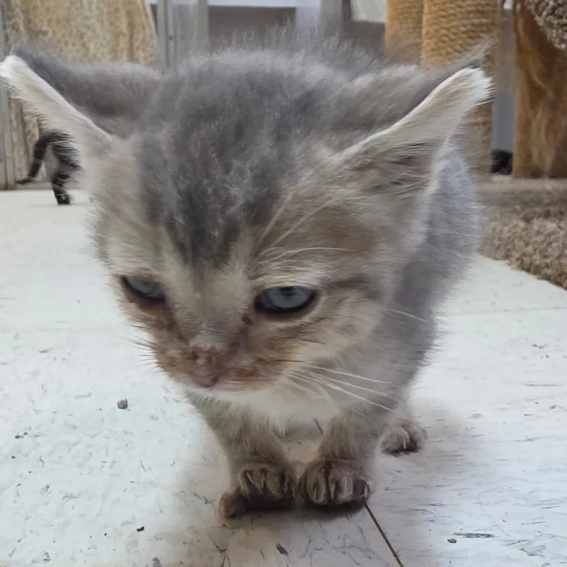 Irwin thumbnail 2