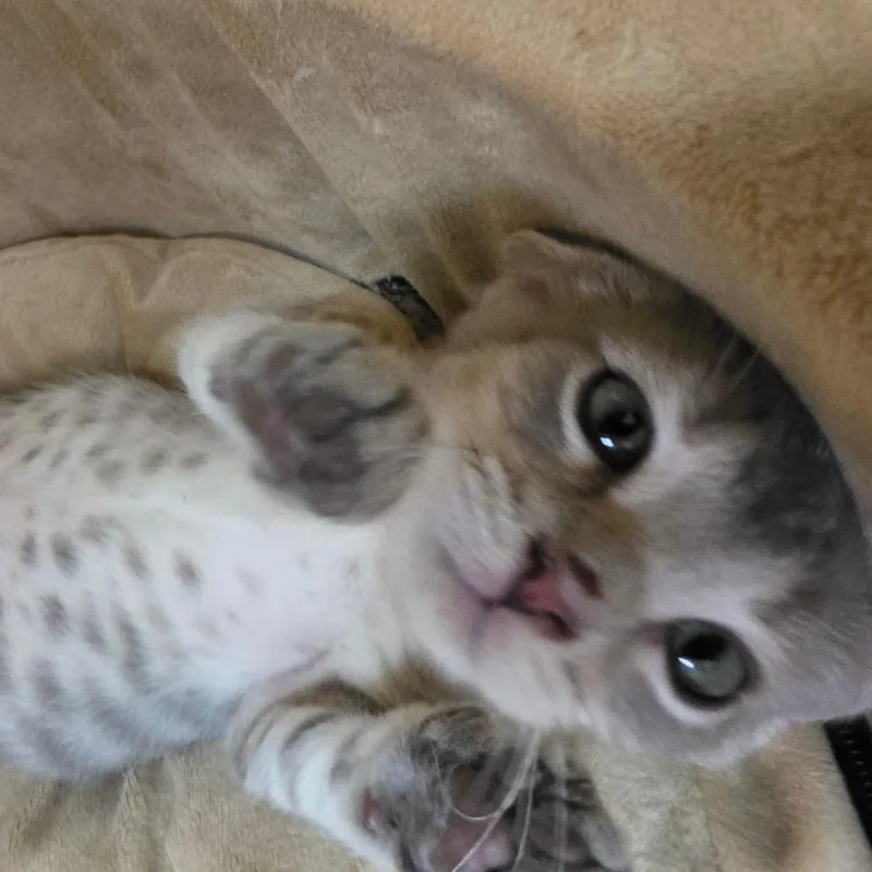 Irwin thumbnail 3