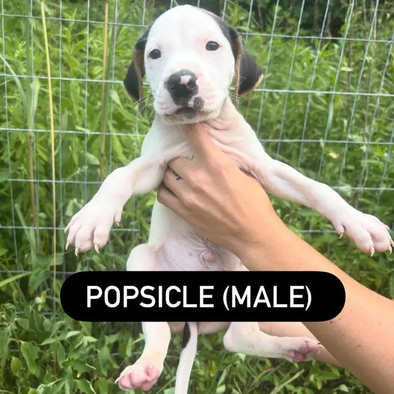 A baby small-sized male White / Cream Hound dog named Popsicle for adoption in North Charleston, SC