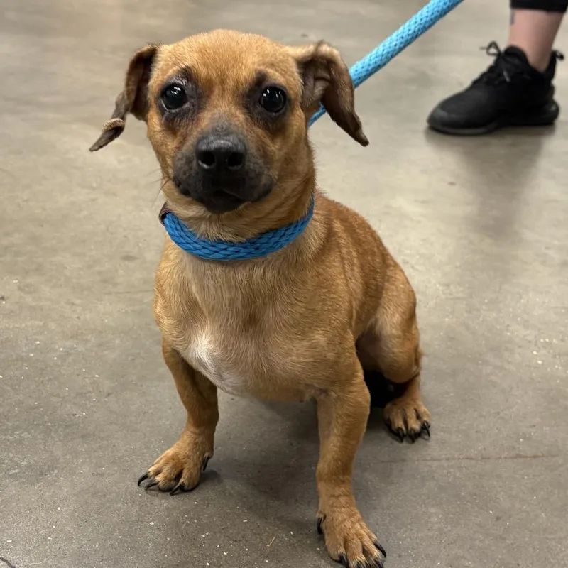 An adult small-sized female Dachshund dog named Claire for adoption in Tampa, FL