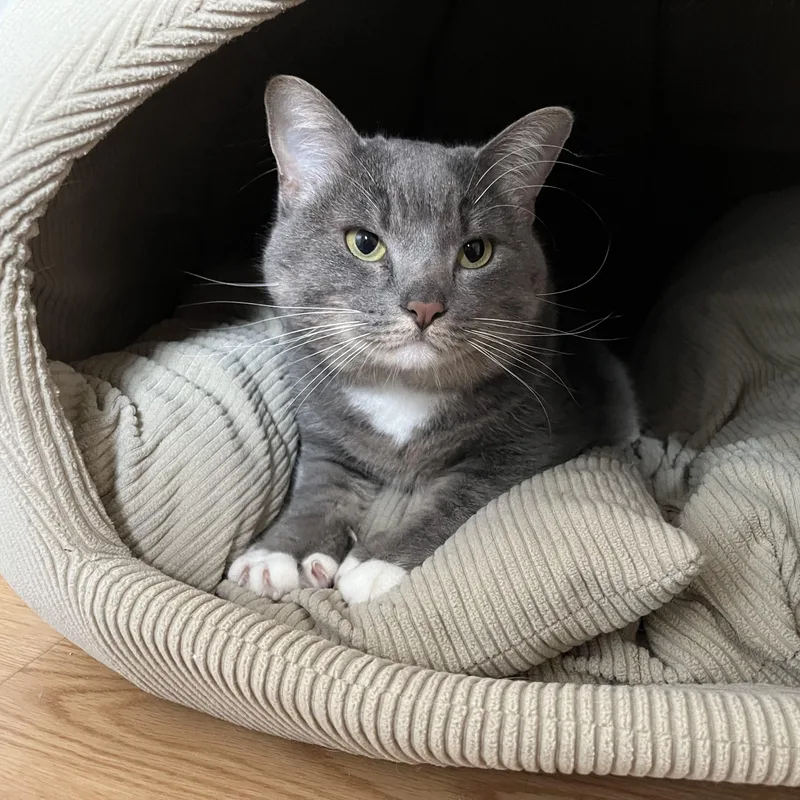 A young medium-sized female Gray & White American Shorthair cat named Layla for adoption in Hull, MA